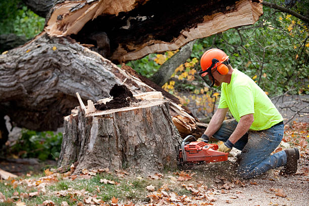 Best Tree Trimming Near Me  in Livonia, MI